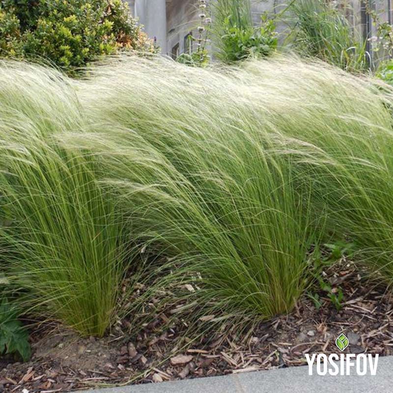 Стипа ‘Ангелска коса’ (Nassella tenuissima)