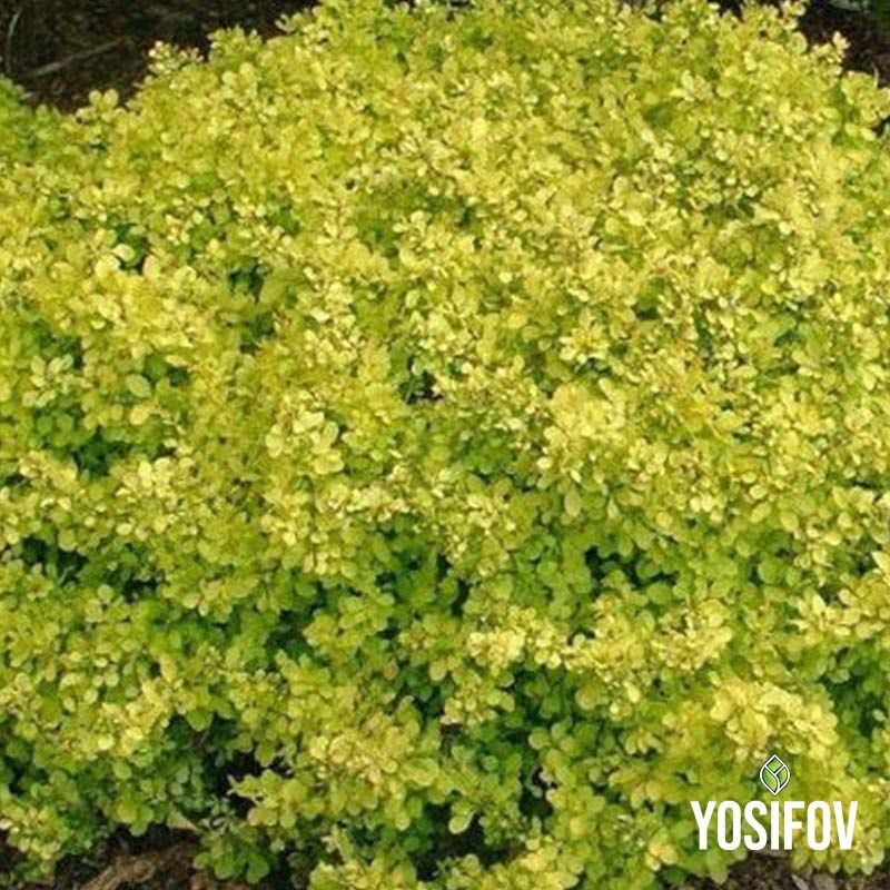 Японски зелен берберис за жив плет