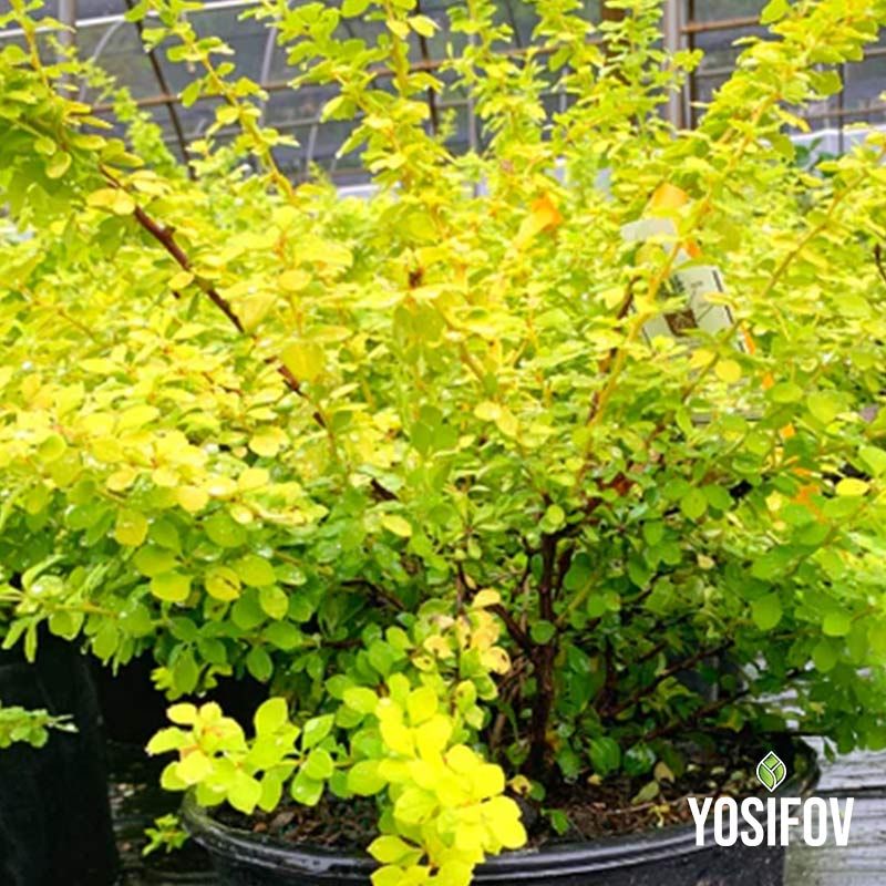 Японски берберис (Кисел храст) от разсадник Йосифов