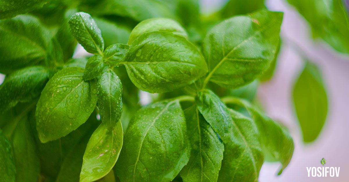 Босилек в озеленяването: Прогонва комари