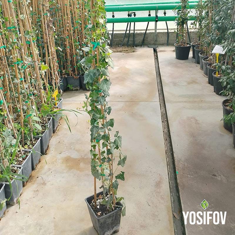 Бръшлян: Хедера в саксия от разсадник