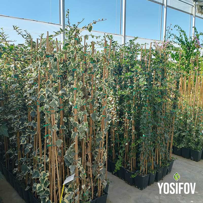 Бръшлян в контейнери от разсадник Йосифов