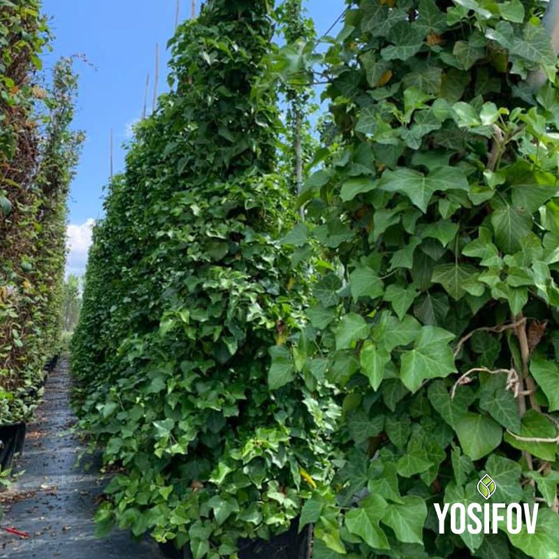 Обикновен бръшлян от разсадник Йосифов.