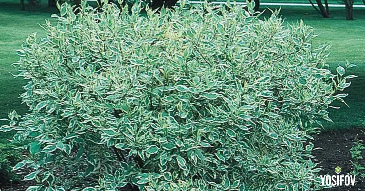 Бял дрян обичащ сянка