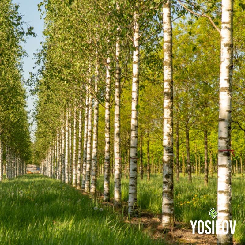 Разсадник за бели брези Йосифов