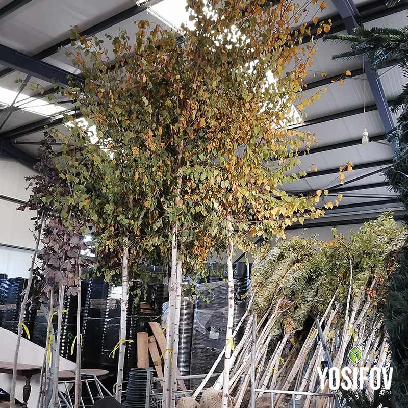 Декоративни бели брези от разсадник Йосифов