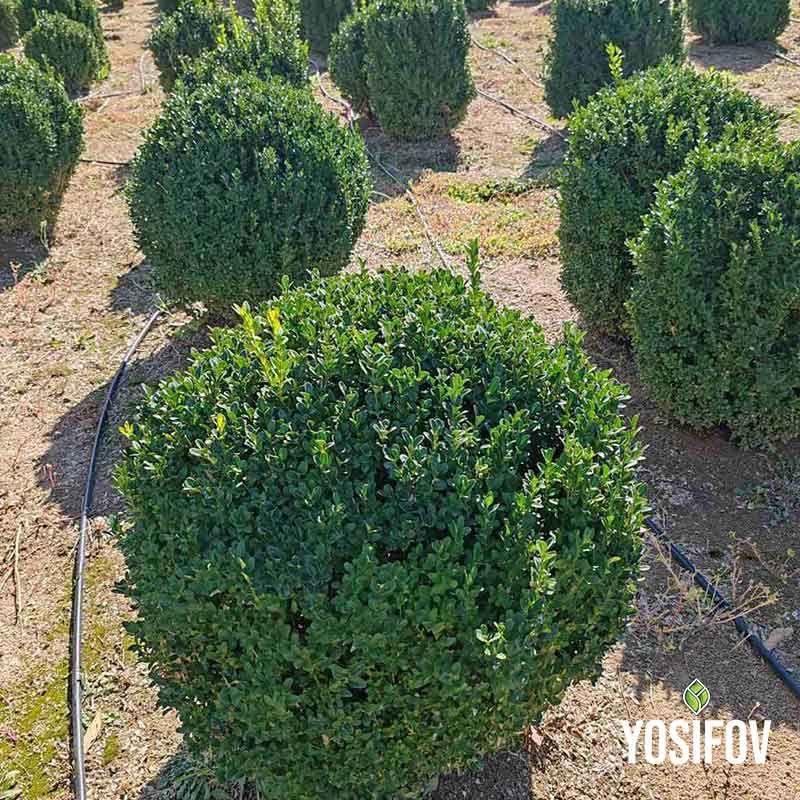 Сферично подрязани чемшири от разсадник Йосифов