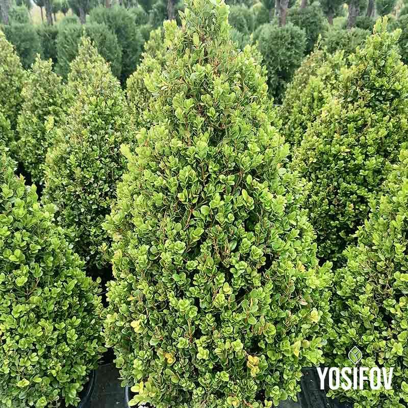 Пирамидлани чимшири от разсадник Йосифов в саксии