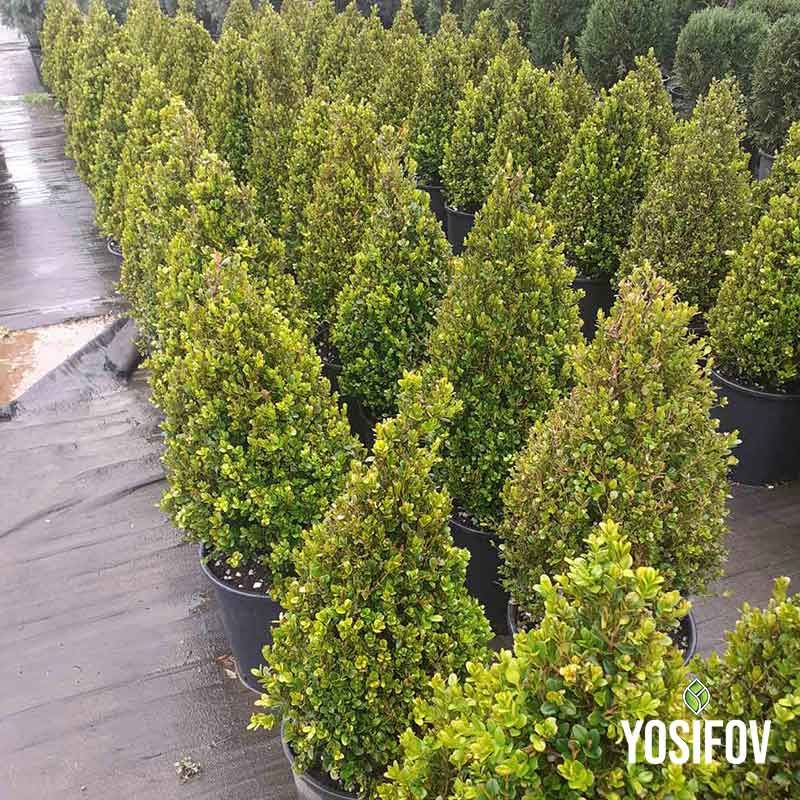 Буксус на полето