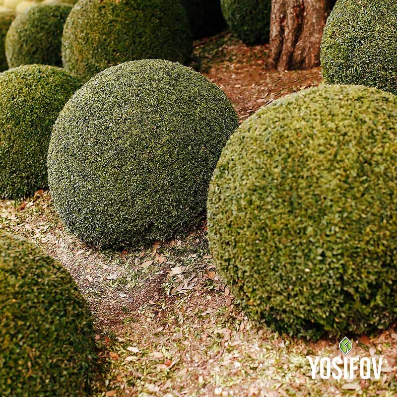 Чемшир от разсадник Йосифов