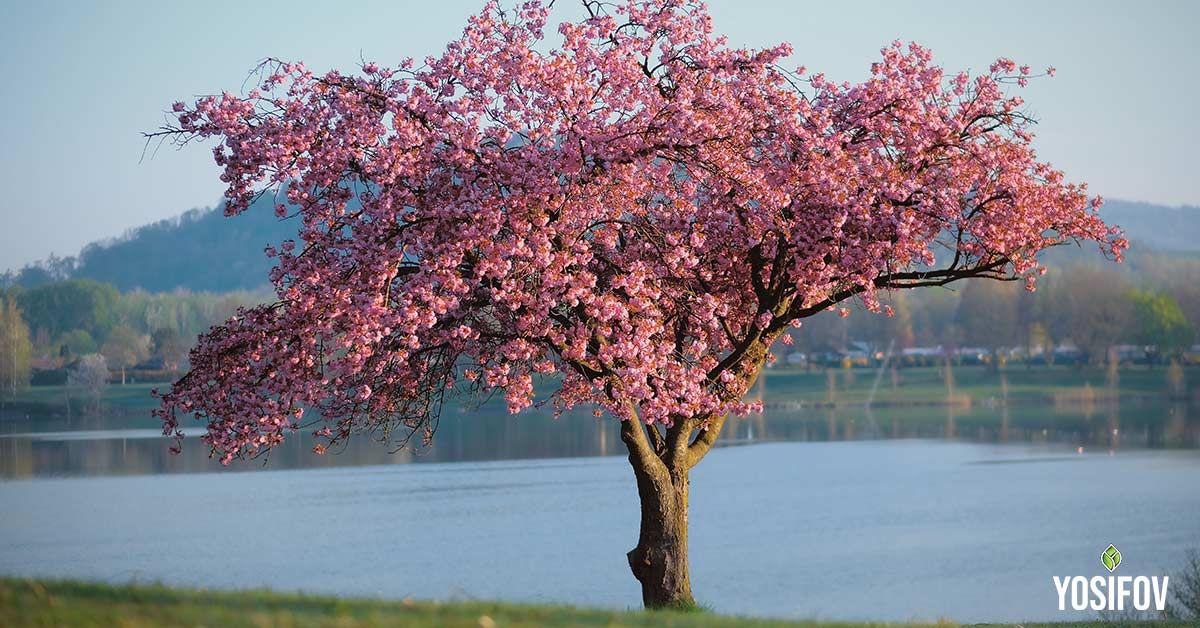 Декоративна череша