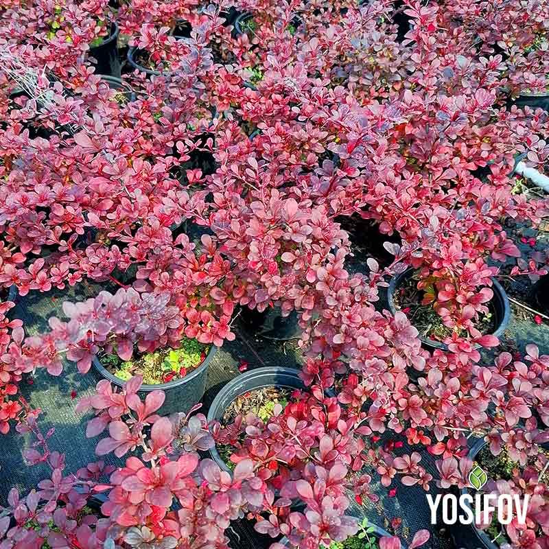 Червен Берберис - Кисел храст. (Bagatelle) от разсадник Йосифов