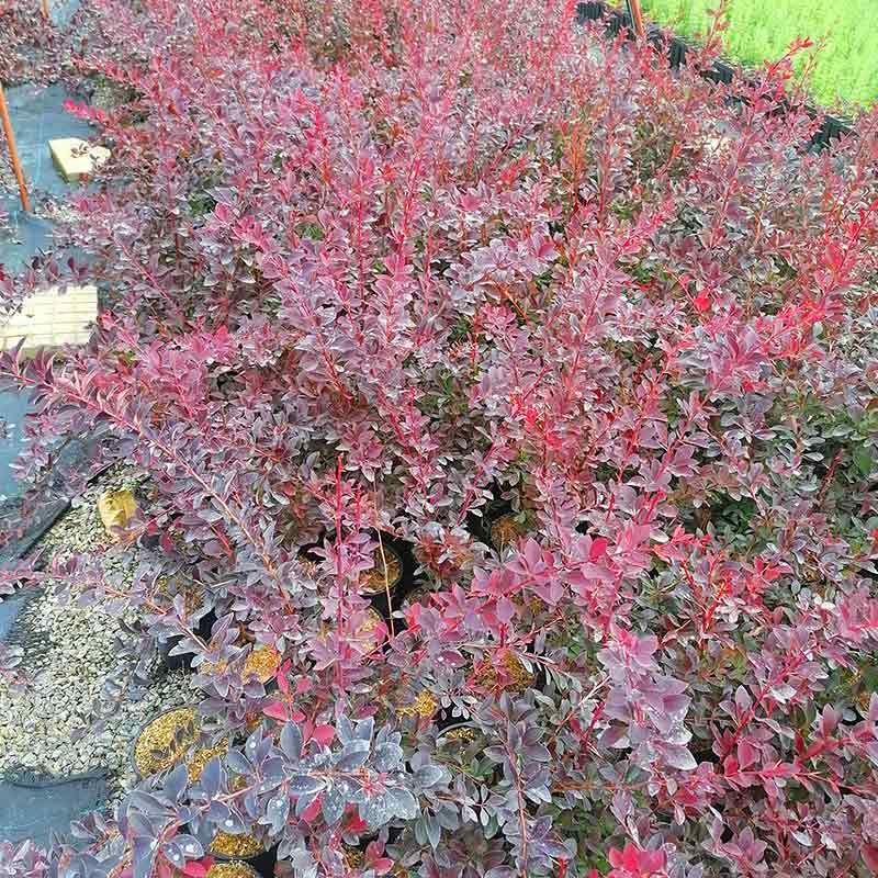 Червен Берберис "Bagatelle" за жив плет