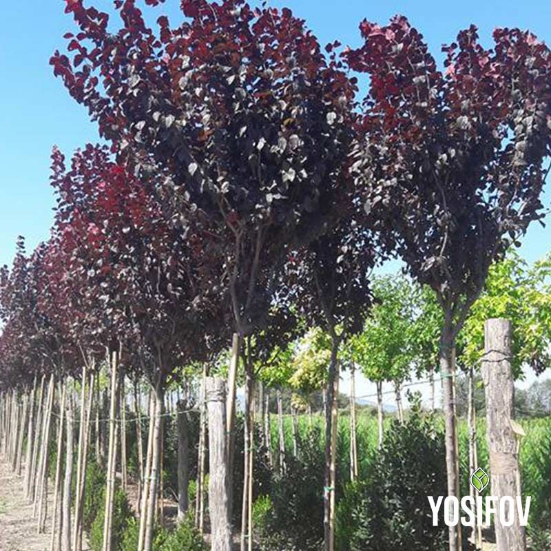 Червенолистна слива: декоративно дърво от разсадник Йосифов