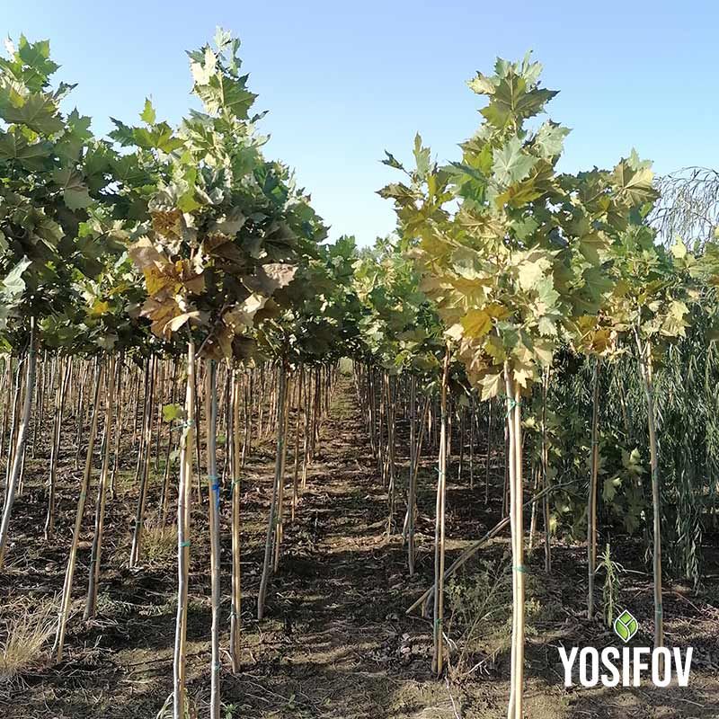 Чинари с широки жълто-зелени листа, укрепени с бамбукови колове - разсадник Йосифов