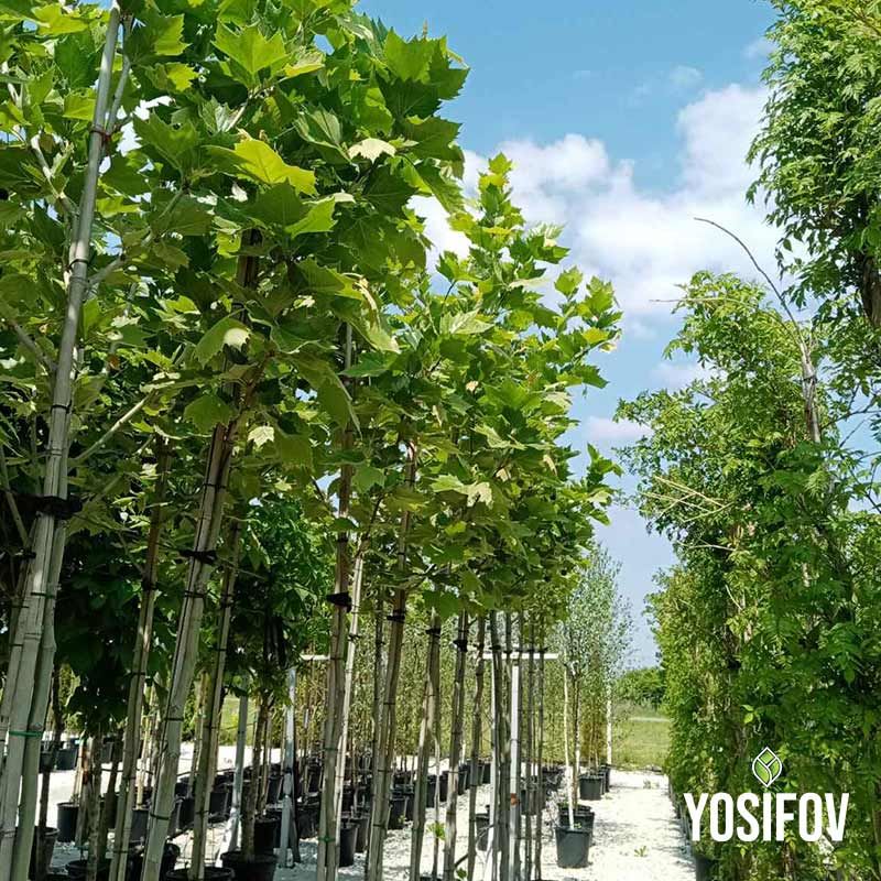 Чинари в големи контейнери с правилно оформена корона и наситено зелена листна маса - разсадник Йосифов