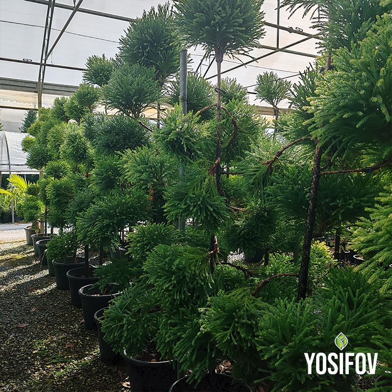 Криптомерия бонсай от разсадник Йосифов