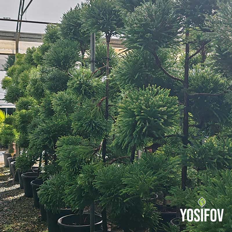 Криптомерия бонсай от разсадник Йосифов