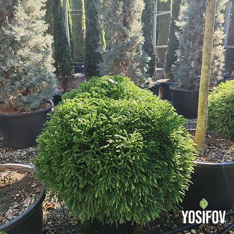 Японска криптомерия кълбовидна храст