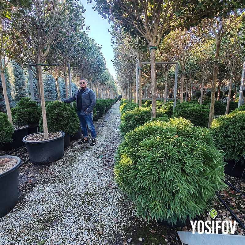 Японска криптомерия храст