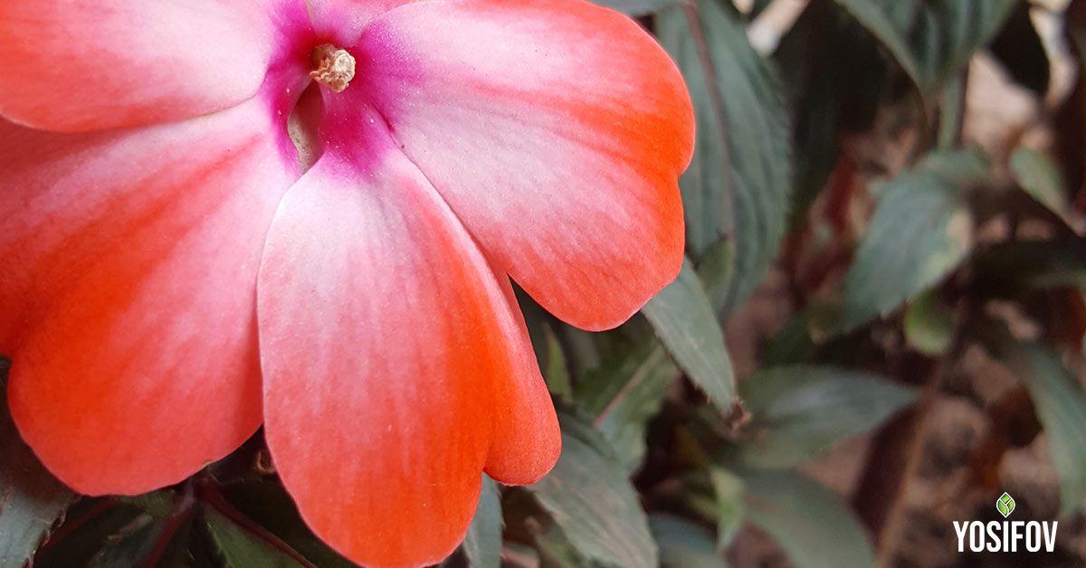 Циганче при озеленяване на сенчести пространства