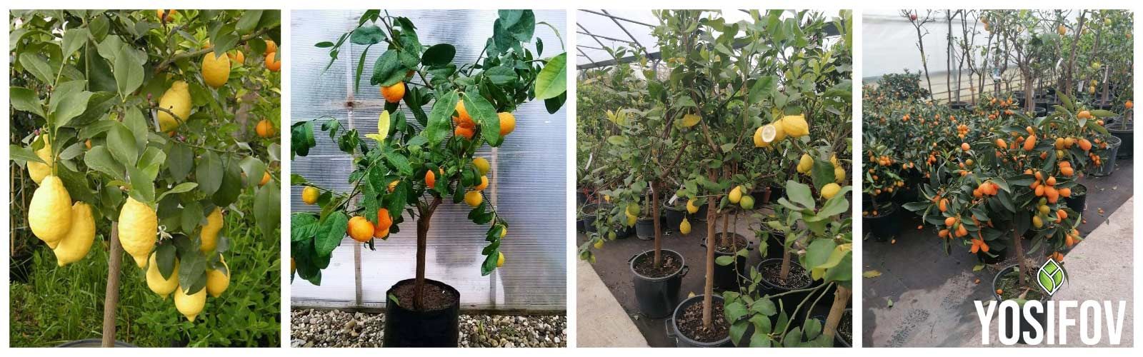 Цитрусови Растения
