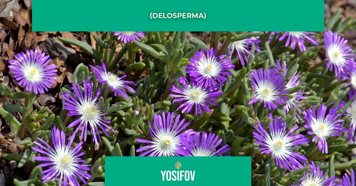 Делосперма в озеленяване