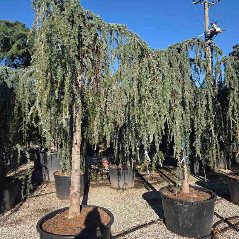 Cedrus deodara Feelin Blue- Плачещ Кедър Деодара