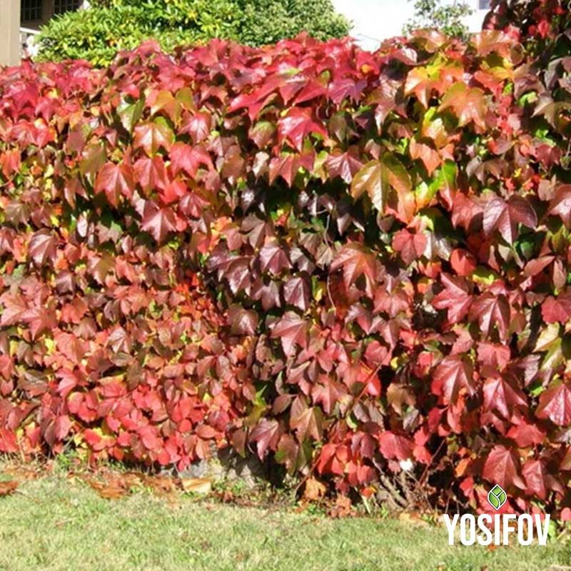 Дива лоза в контейнер от разсадник Йосифов