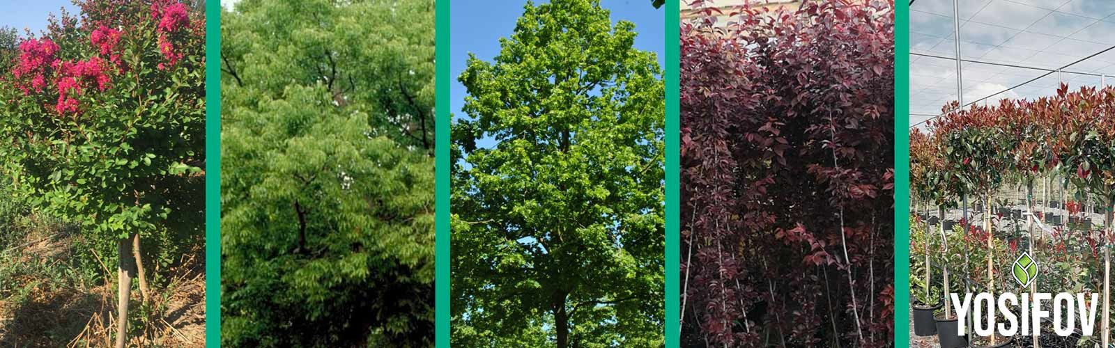 Декоративни дръвчета