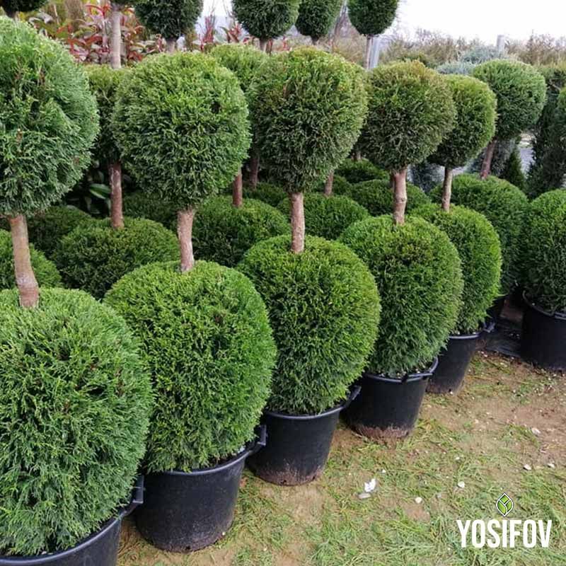 Кипариси оформени топиарно в два етажа в кълбовидна форма