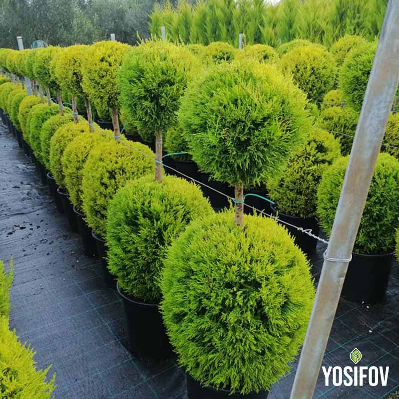 Кипариси оформени топиарно на два етажа с две топки