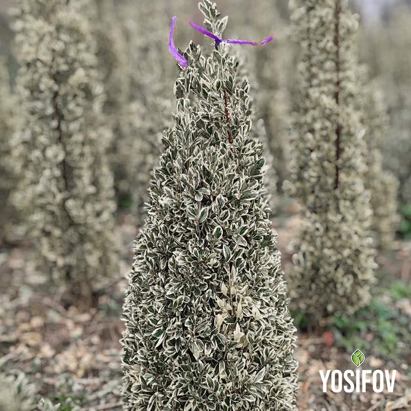 Храст - Евонимус "Emerald Gaiety" от разсадник Йосифов