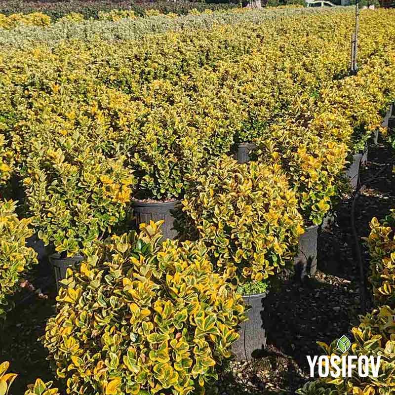 Евонимус Японикус 'Elegantissima Aurea' – Форма "Кълбо" (Златен Японски Чашкодрян)