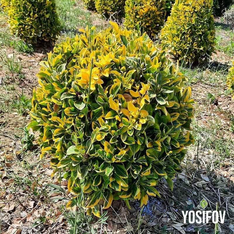 Euonymus 'Emerald n' Gold' - двуцветен чашкодрян във форма на компактна топка, отгледан в разсадник Йосифов