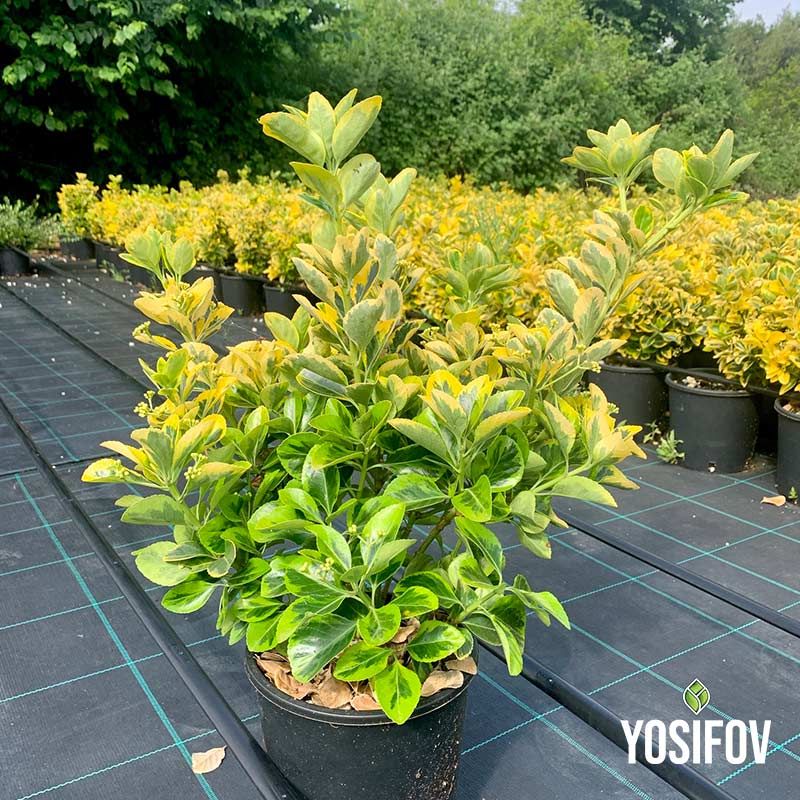 Млад двуцветен Euonymus 'Emerald n' Gold' в контейнер с ярко изразена златисто-зелена листна маса от разсадник Йосифов