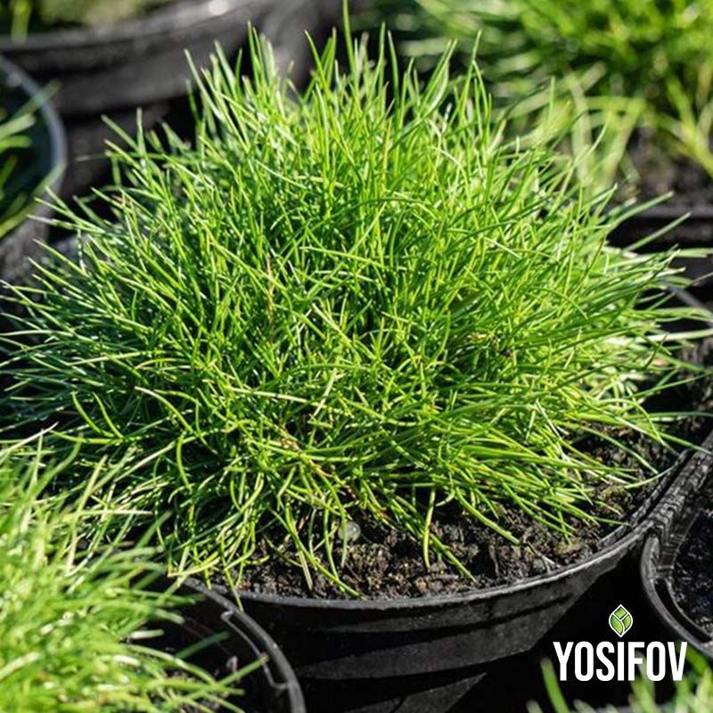 Фестука Готиери. Зелена трева от разсадник в саксия