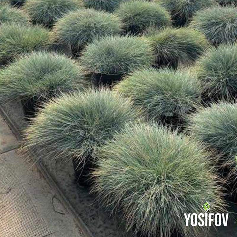 Фестука 'Синя трева' (Festuca glauca) от разсадник Йосифов