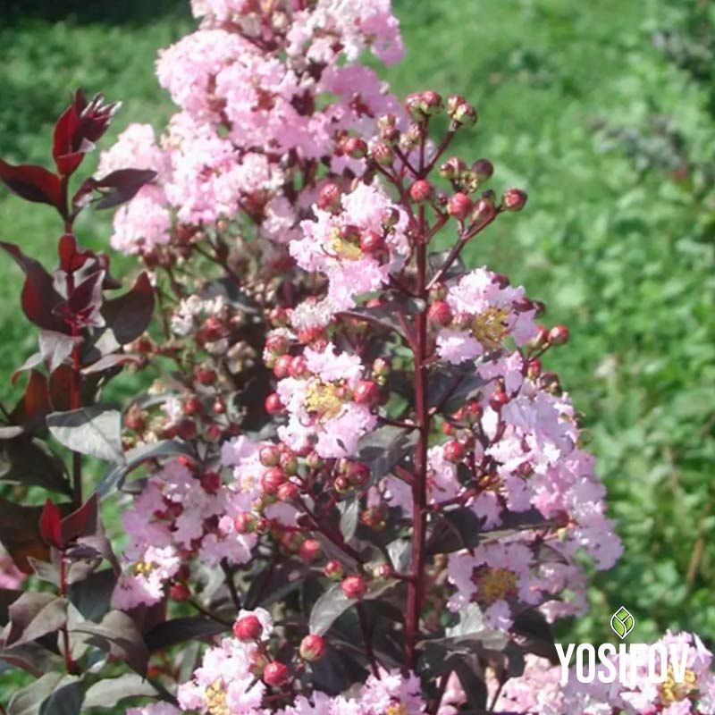 Червенолистен Индийски Люляк