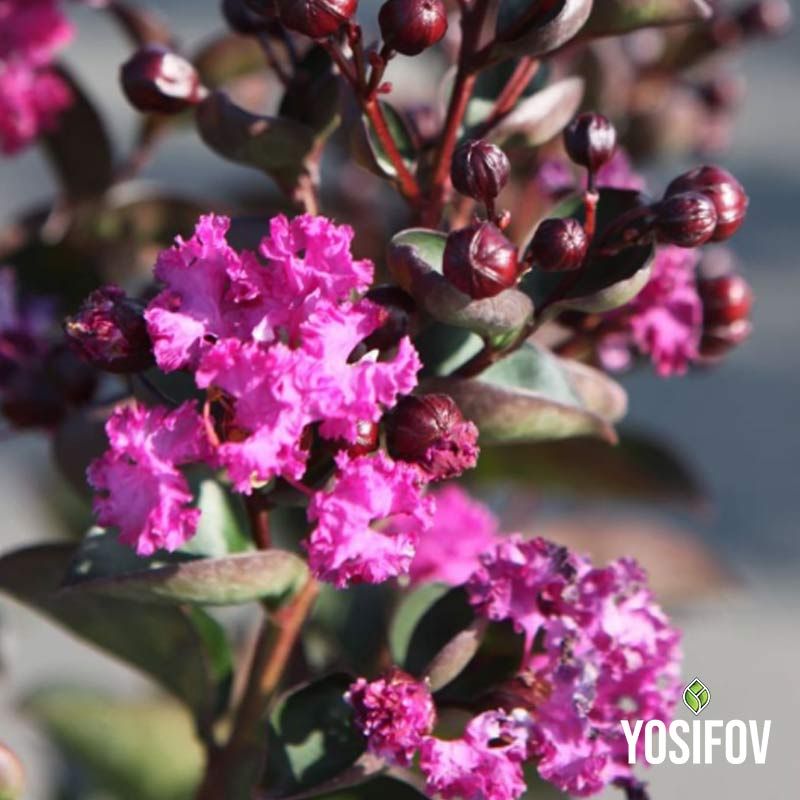 Червенолистен Индийски Люляк