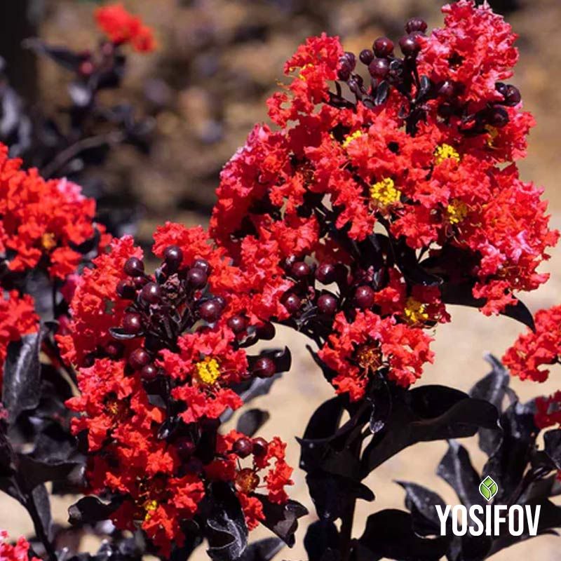 Червенолистен Индийски Люляк