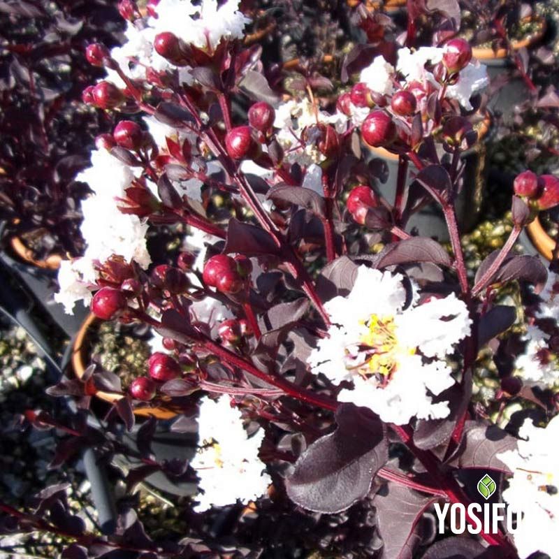 Червенолистен Индийски Люляк