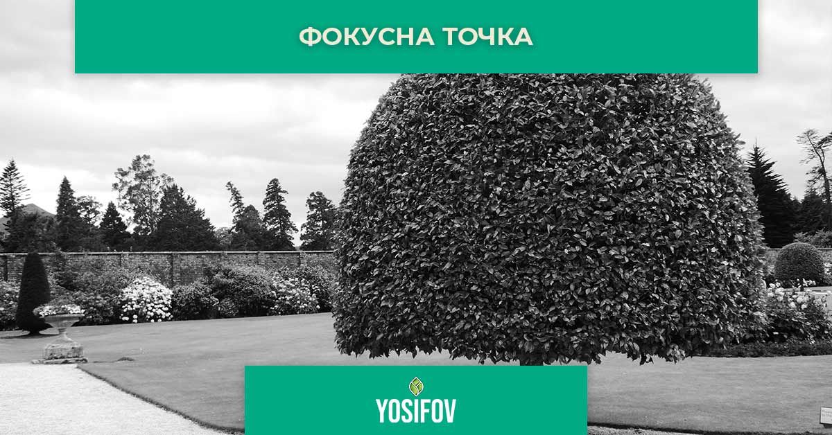 Фокусна точка при озеленяване