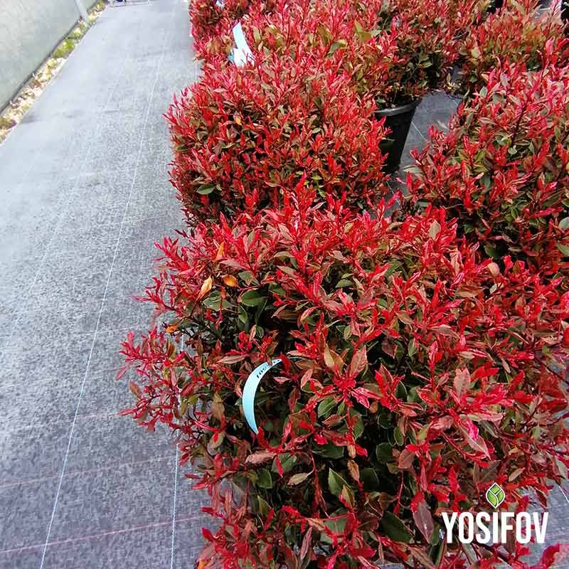 Фотиния Little Red Robin в саксии от разсадник Йосифов