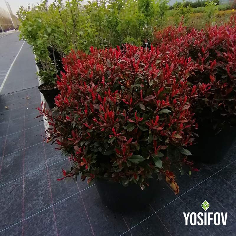 Фотиния Литъл Ред Робин: Храсти от разсадник Йосифов