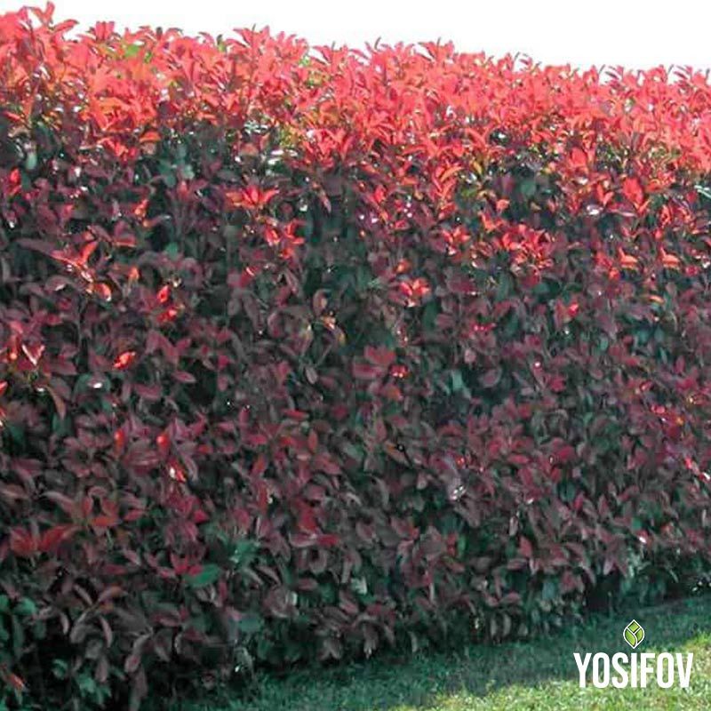 Фотиния Ред Робин – гъст жив плет от разсадник Йосифов