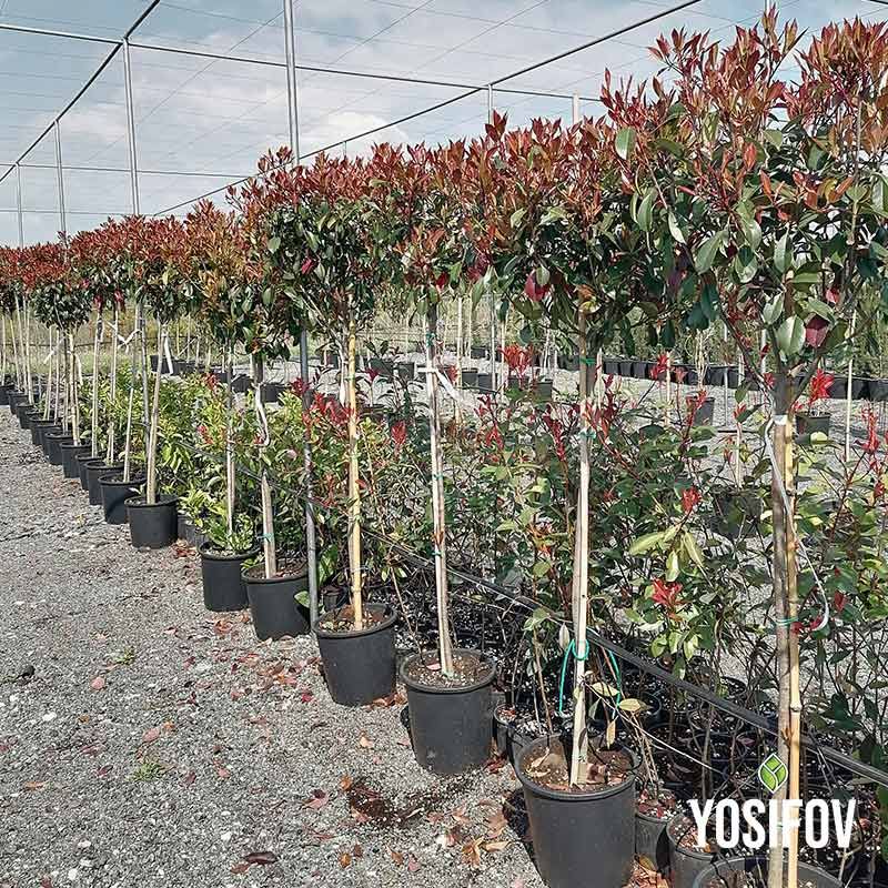 Фотиния "Ред Робин" в контейнери от разсадник Йосифов