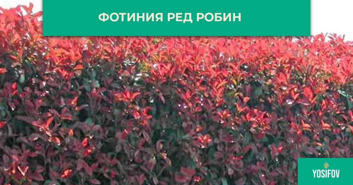 Фотиния Ред Робин за жив плет при озеленяване