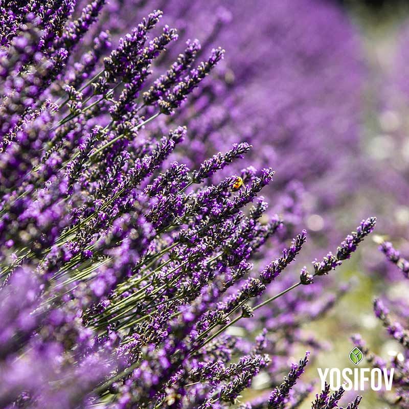 Френска лавандула храст от разсадник Йосифов