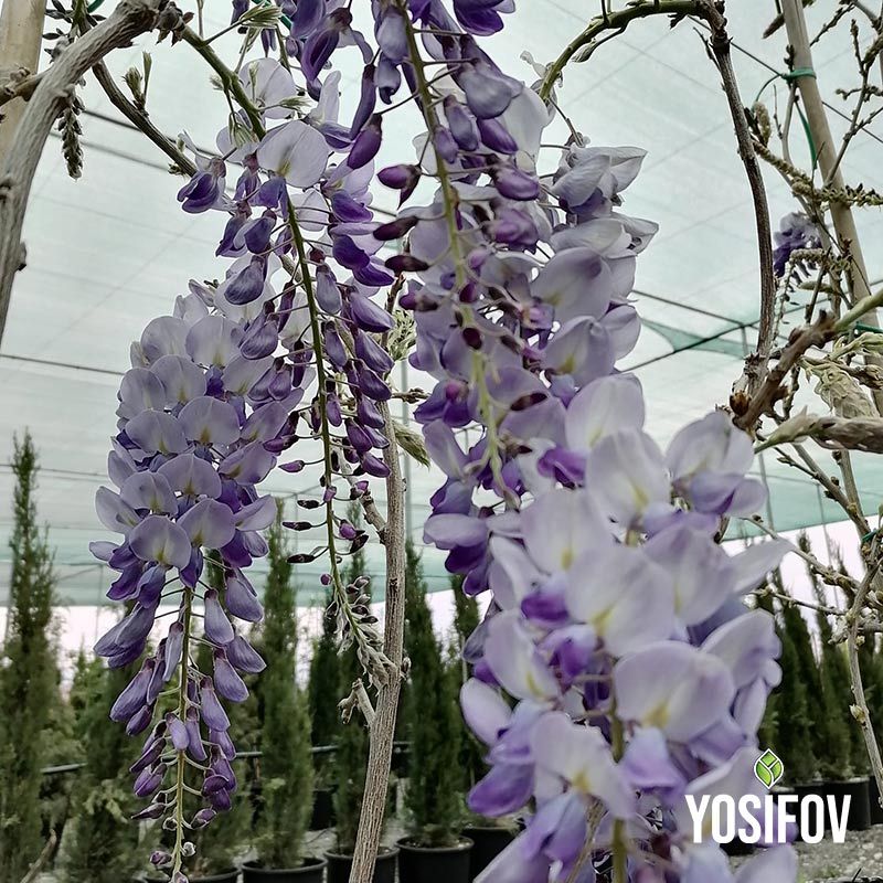 Впечатляващи висящи съцветия от глициния с дължина 15-20 см в светлолилав цвят, отгледана в разсадник Йосифов. Снимката показва множество каскадно разположени цветове по дървесните клони на фона на иглолистни растения